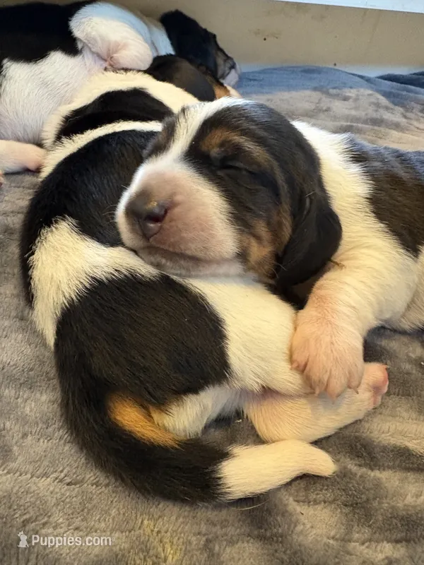 Light brown girl – Basset Hound puppy for sale in Colorado Springs, CO