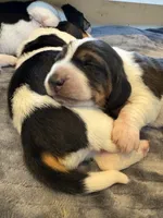 Light brown girl, a female Basset Hound for sale in Colorado Springs, CO – 1 of 4