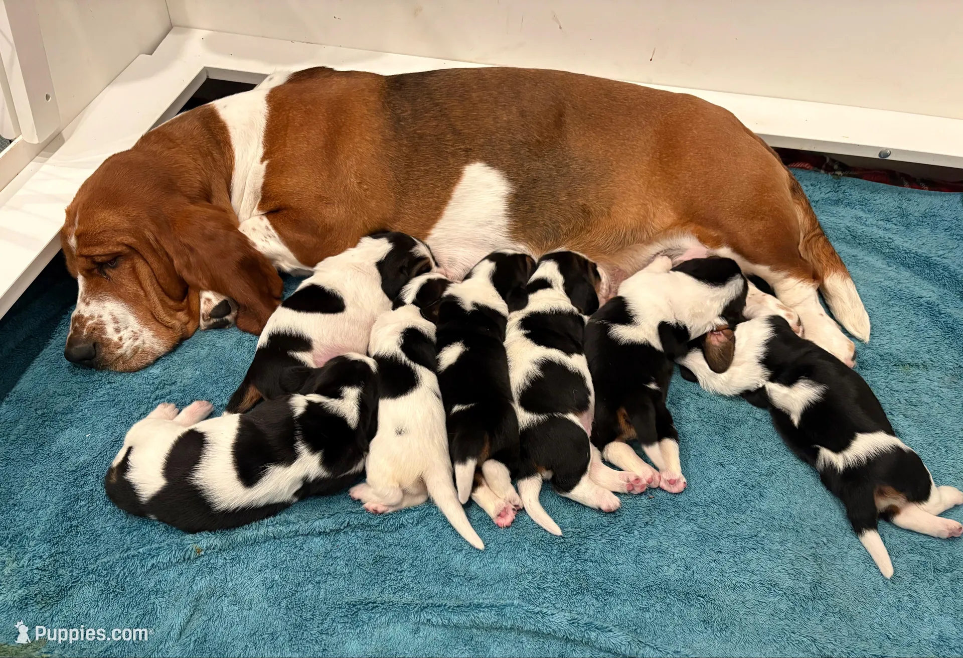 Big Blaze, a female Basset Hound for sale in Colorado Springs, CO – Photo 4 of 10