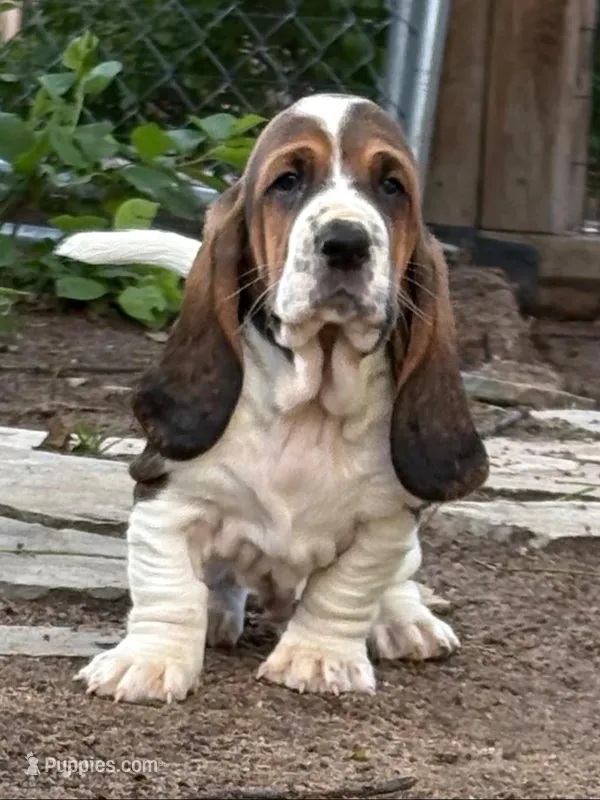 Star boy – Basset Hound puppy for sale in Colorado Springs, CO