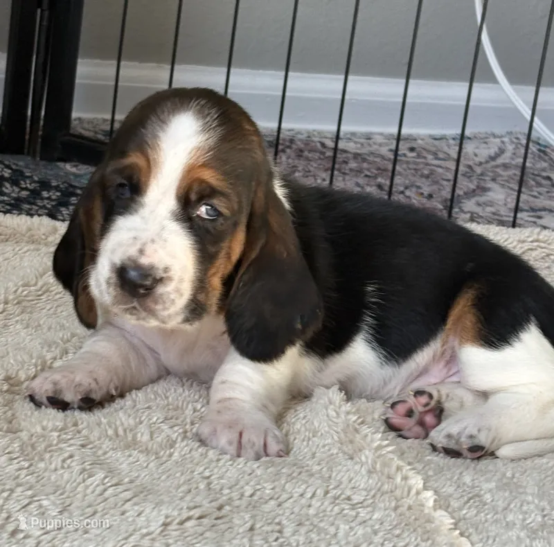Orange girl – Basset Hound puppy for sale in Colorado Springs, CO