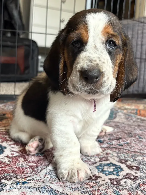 Big purple male – Basset Hound puppy for sale in Colorado Springs, CO