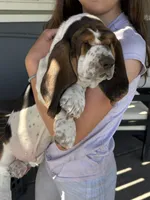 Golden girl, a female Basset Hound for sale in Colorado Springs, CO – 6 of 7