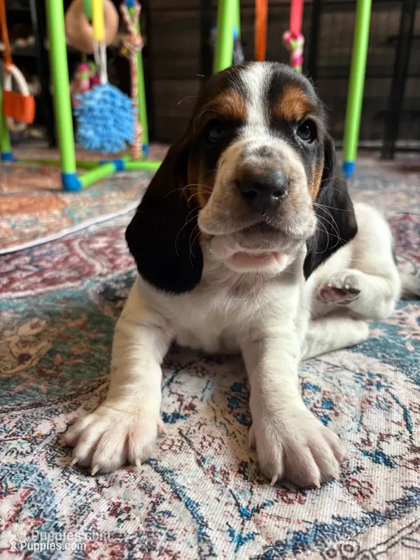 Golden girl – Basset Hound puppy for sale in Colorado Springs, CO
