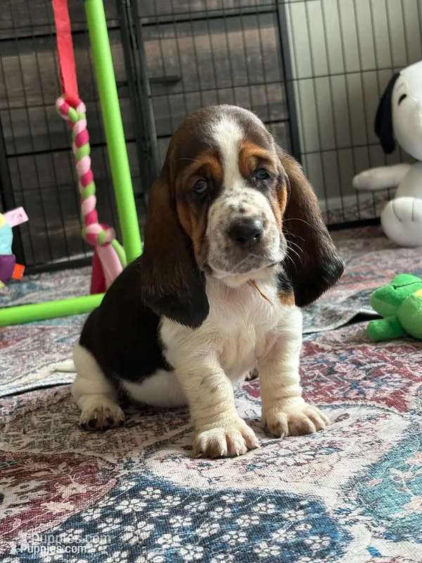 Orange girl – Basset Hound puppy for sale in Colorado Springs, CO