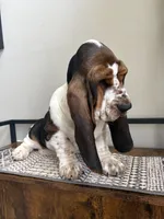 BigSpot, a male Basset Hound for sale in Colorado Springs, CO – 2 of 10