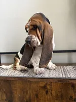 Belly spot, a male Basset Hound for sale in Colorado Springs, CO – 2 of 9