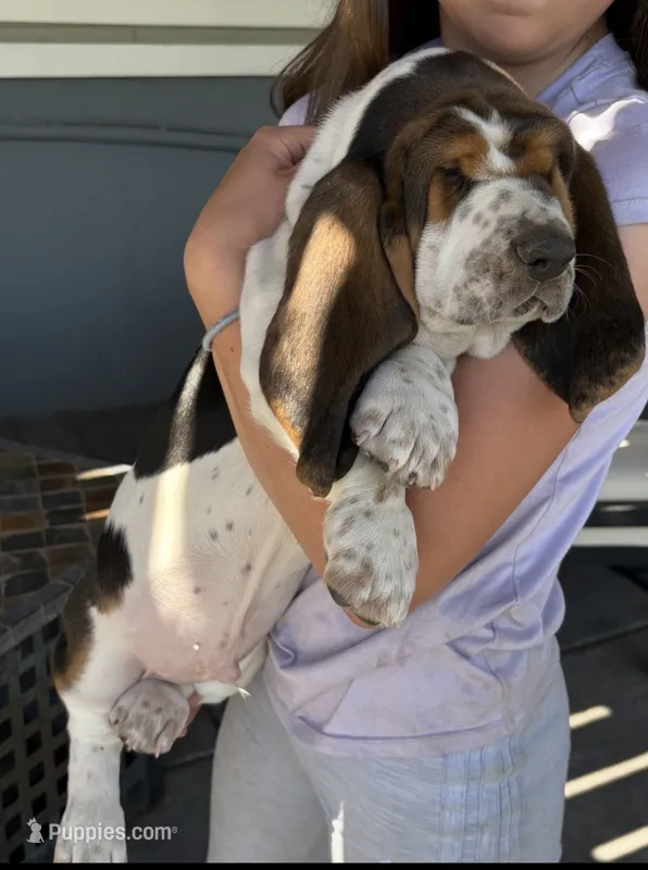 Belly spot – Basset Hound puppy for sale in Colorado Springs, CO