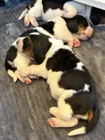 Light brown girl, a female Basset Hound for sale in Colorado Springs, CO – 2 of 4