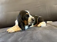 Snowman, a male Basset Hound for sale in Colorado Springs, CO – Photo 2 of 10