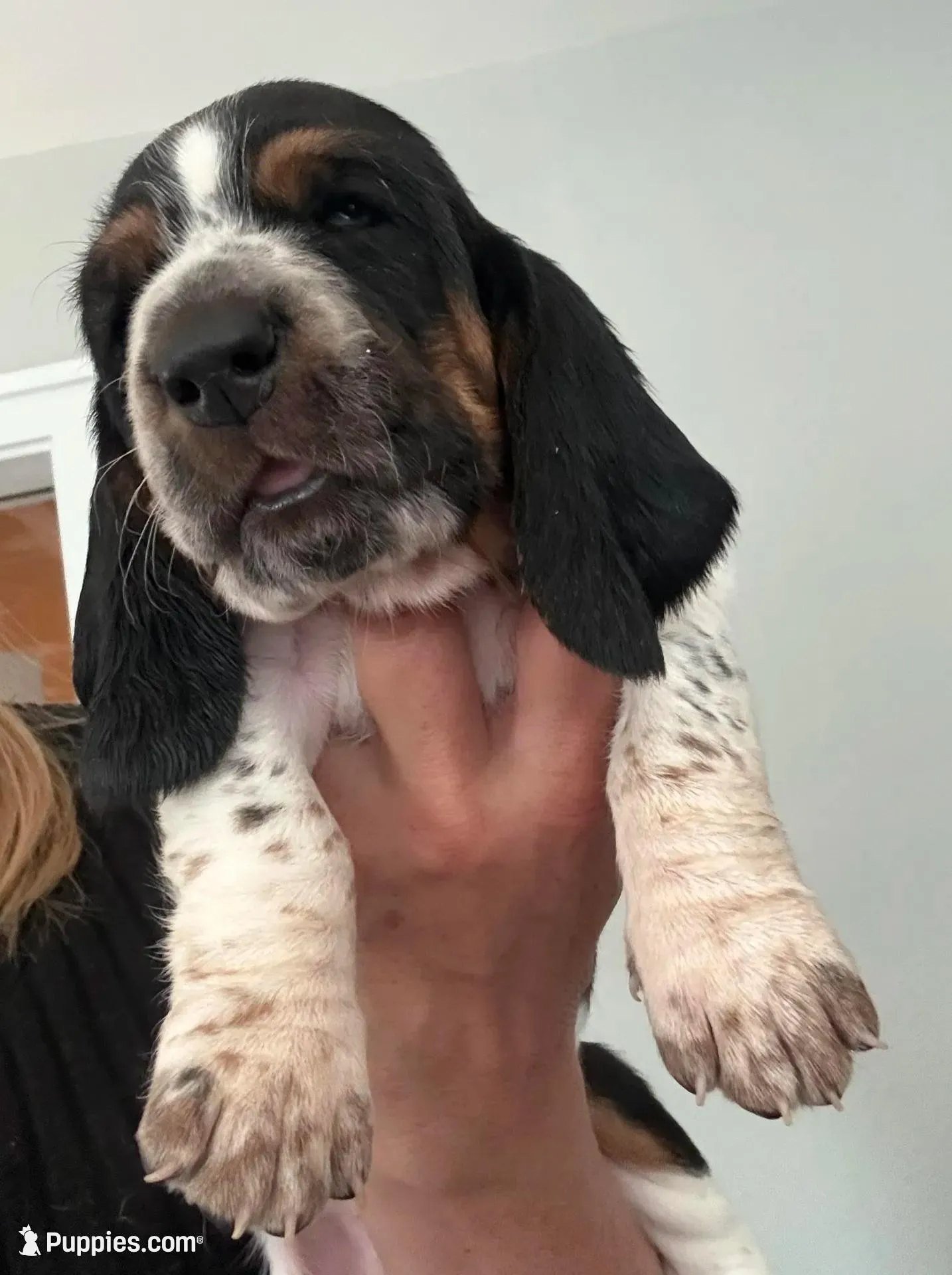 Snowman, a male Basset Hound for sale in Colorado Springs, CO – Photo 10 of 10