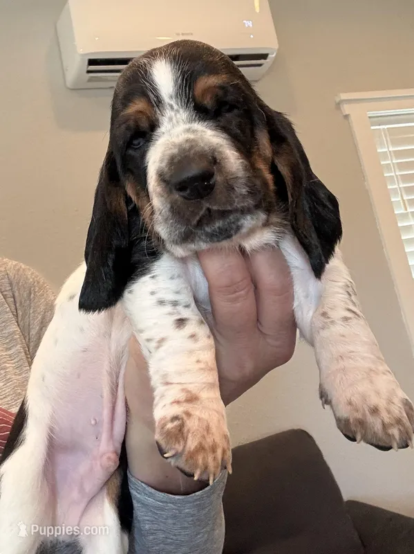 Snowman – Basset Hound puppy for sale in Colorado Springs, CO