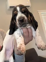 Snowman, a male Basset Hound for sale in Colorado Springs, CO – Photo 1 of 10