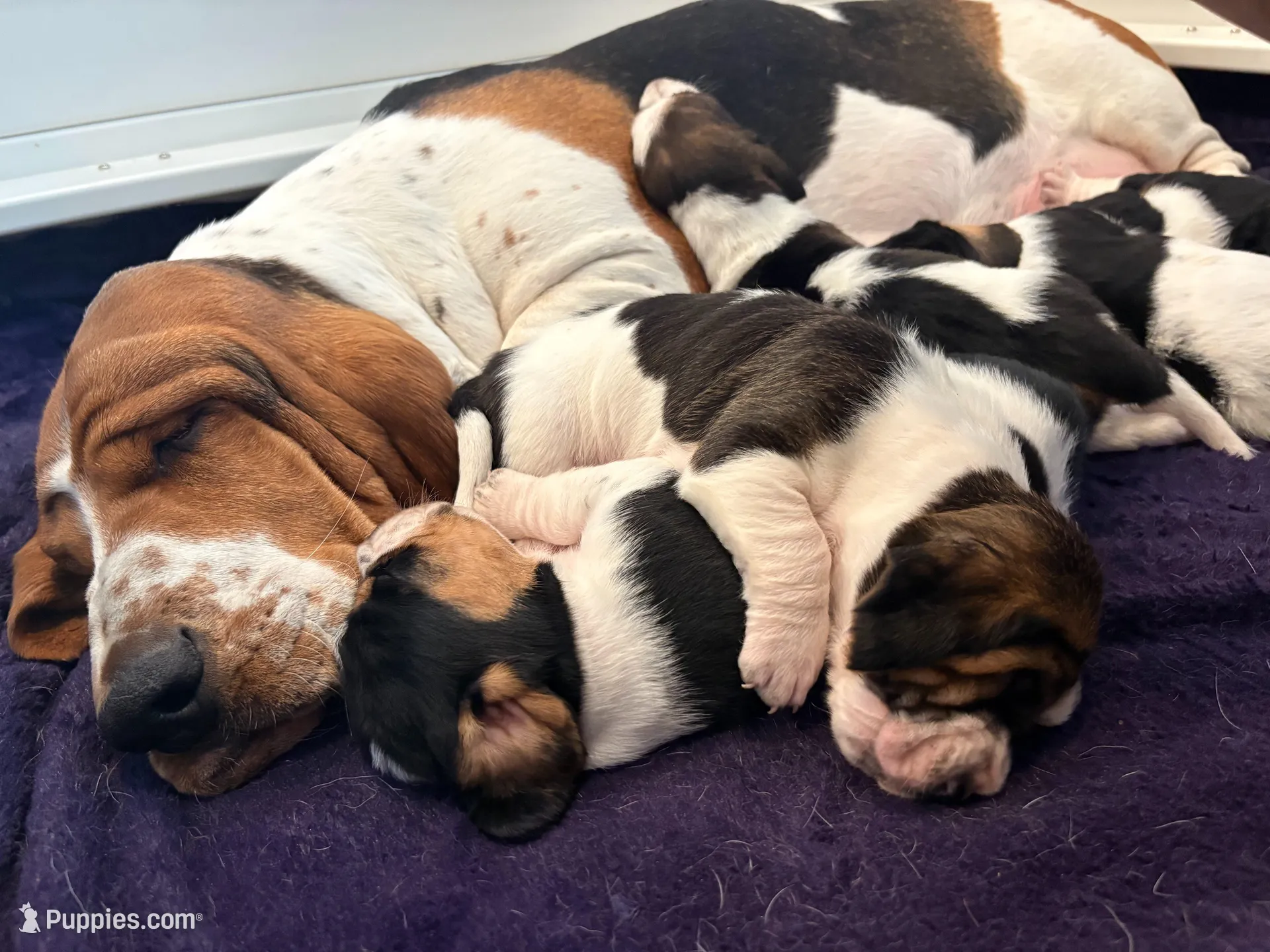 Star boy, a male Basset Hound for sale in Colorado Springs, CO – Photo 10 of 10