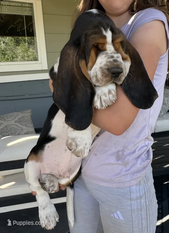 Spot – Basset Hound puppy for sale in Colorado Springs, CO