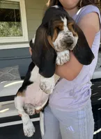 Spot, a male Basset Hound for sale in Colorado Springs, CO – 2 of 10