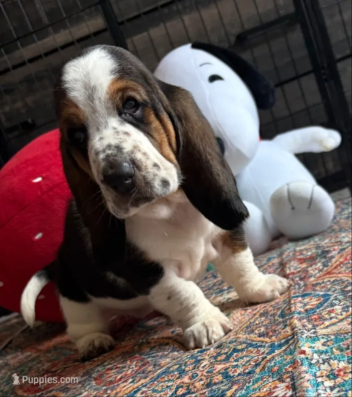  Big Blaze 2 – Basset Hound puppy for sale in Colorado Springs, CO