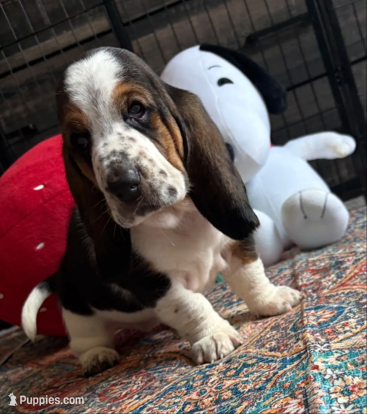  Big Blaze 2, a female Basset Hound for sale in Colorado Springs, CO – 1 of 6