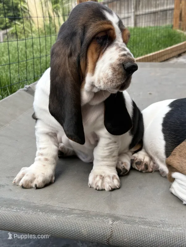 Spot – Basset Hound puppy for sale in Colorado Springs, CO