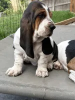 Spot, a male Basset Hound for sale in Colorado Springs, CO – 3 of 10