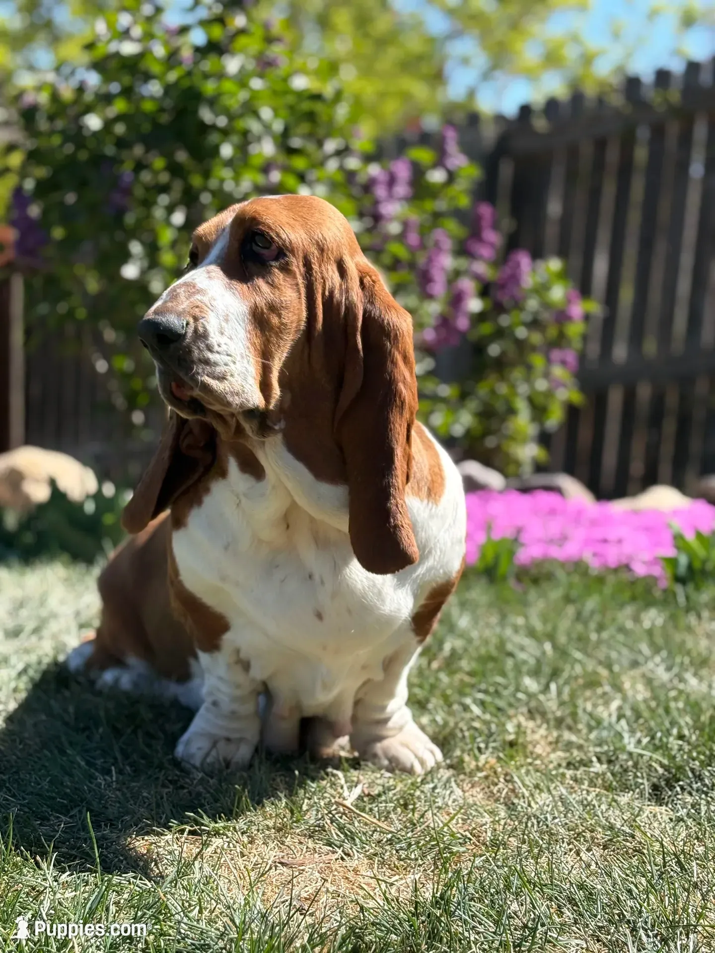Blue girl, a female Basset Hound for sale in Colorado Springs, CO – 4 of 5