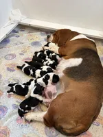 Light brown girl, a female Basset Hound for sale in Colorado Springs, CO – 3 of 4