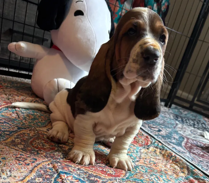 Star boy – Basset Hound puppy for sale in Colorado Springs, CO