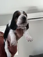 Spot, a male Basset Hound for sale in Colorado Springs, CO – Photo 1 of 6