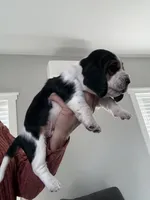 Spot, a male Basset Hound for sale in Colorado Springs, CO – Photo 2 of 6