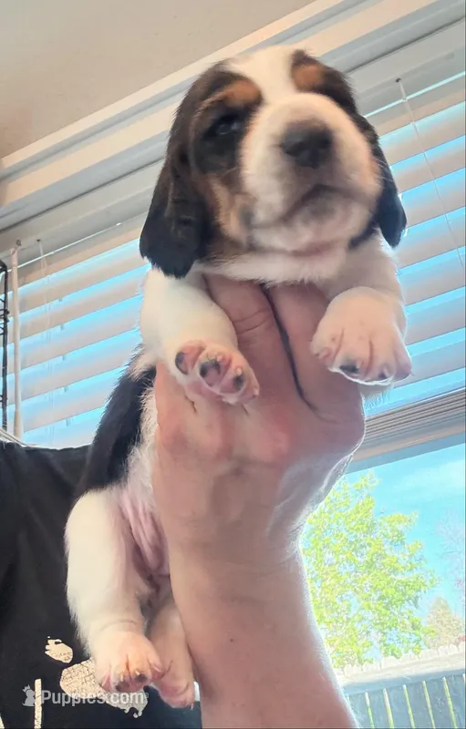 Star – Basset Hound puppy for sale in Colorado Springs, CO