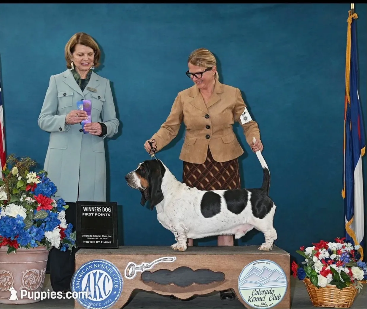 Orange girl, a female Basset Hound for sale in Colorado Springs, CO – 3 of 7