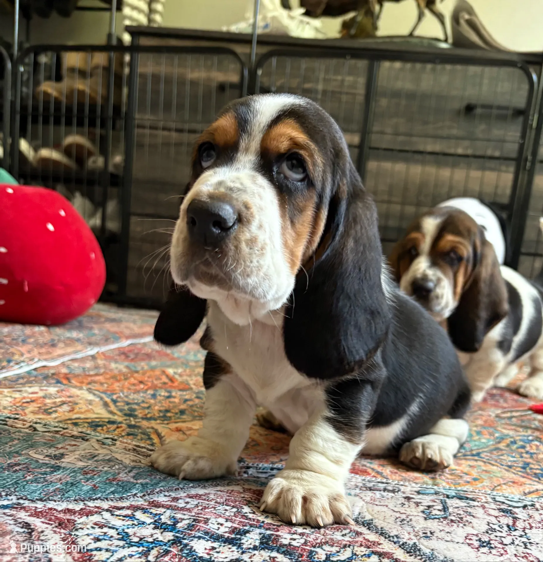 Diamond, a male Basset Hound for sale in Colorado Springs, CO – 5 of 10