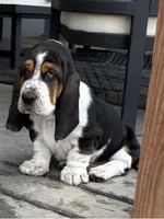 Diamond, a male Basset Hound for sale in Colorado Springs, CO – 2 of 10