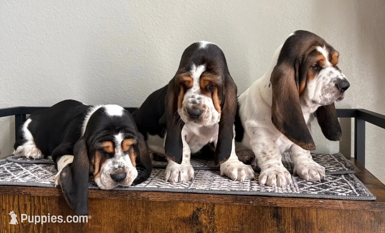 Belly spot, a male Basset Hound for sale in Colorado Springs, CO – 5 of 9