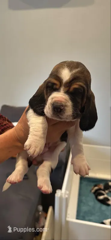 Star boy – Basset Hound puppy for sale in Colorado Springs, CO