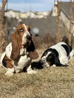 Star boy, a male Basset Hound for sale in Colorado Springs, CO – Photo 4 of 10