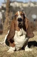 Star boy, a male Basset Hound for sale in Colorado Springs, CO – Photo 5 of 10