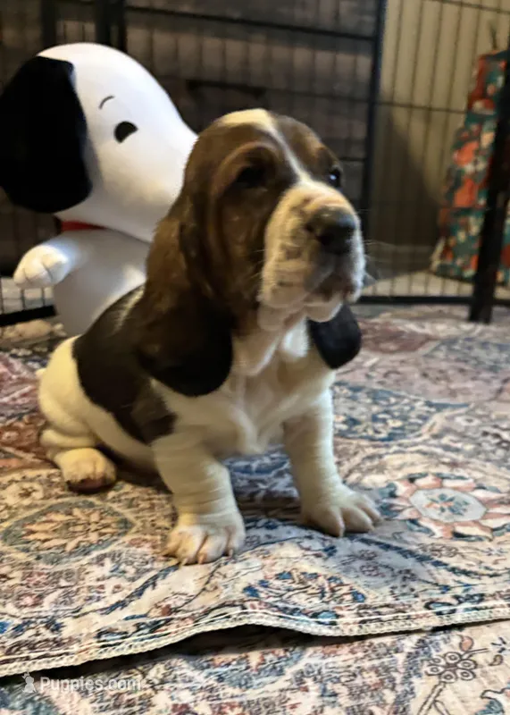 Star boy – Basset Hound puppy for sale in Colorado Springs, CO