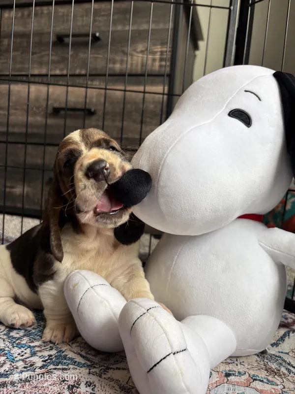 Star boy – Basset Hound puppy for sale in Colorado Springs, CO