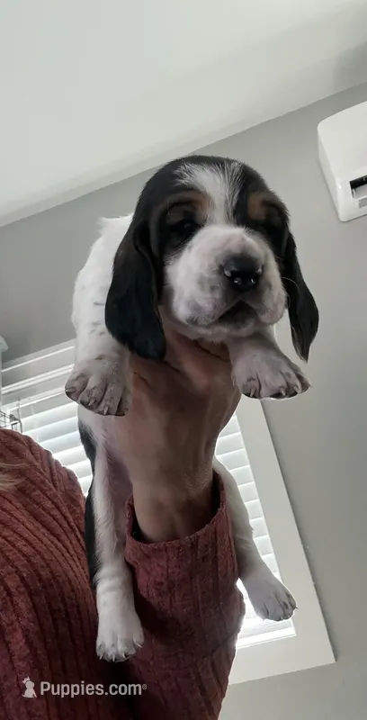 Diamond – Basset Hound puppy for sale in Colorado Springs, CO