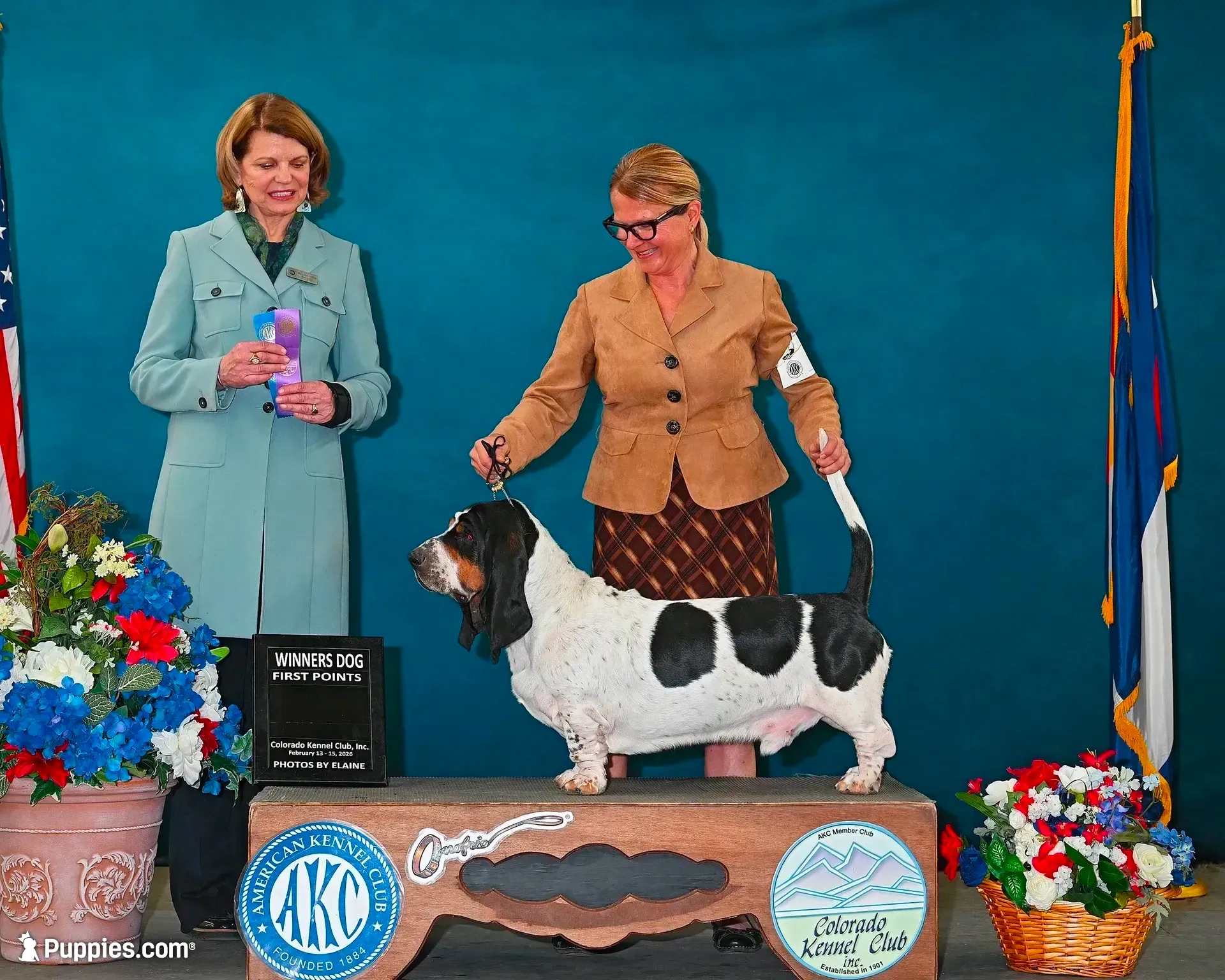 Golden girl, a female Basset Hound for sale in Colorado Springs, CO – 4 of 7
