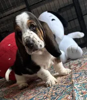 Big Blaze 2, a female Basset Hound for sale in Colorado Springs, CO – 3 of 6