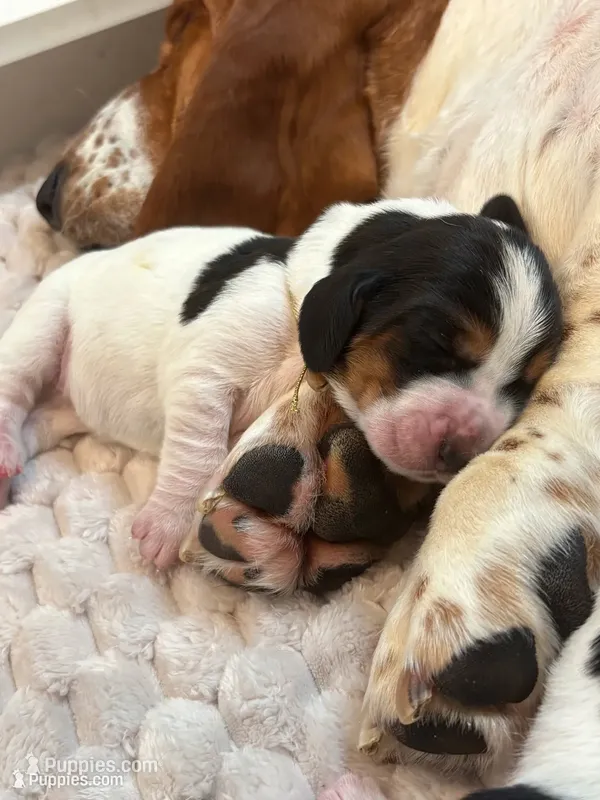 Golden girl – Basset Hound puppy for sale in Colorado Springs, CO