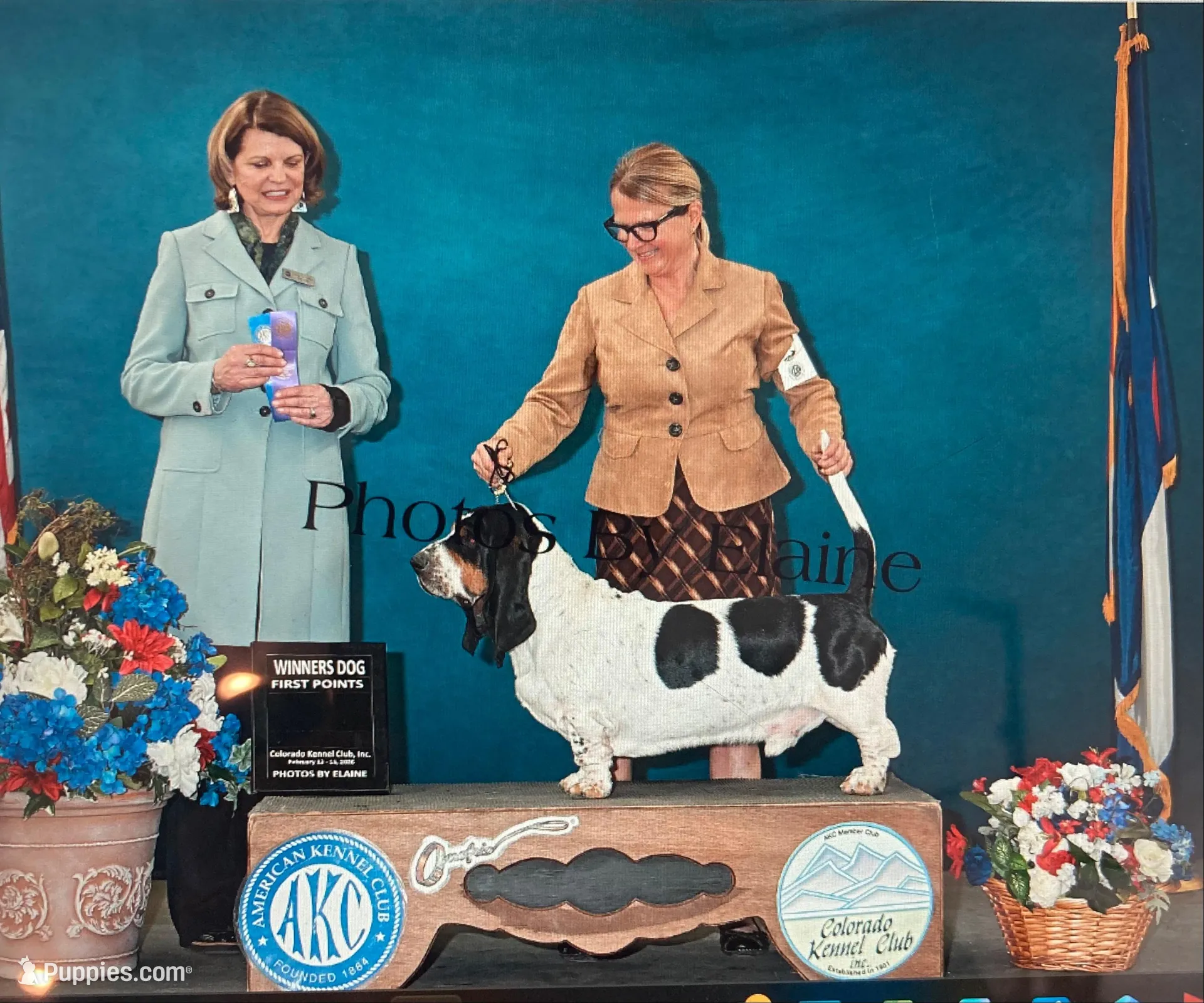 Big Blaze, a female Basset Hound for sale in Colorado Springs, CO – Photo 7 of 10