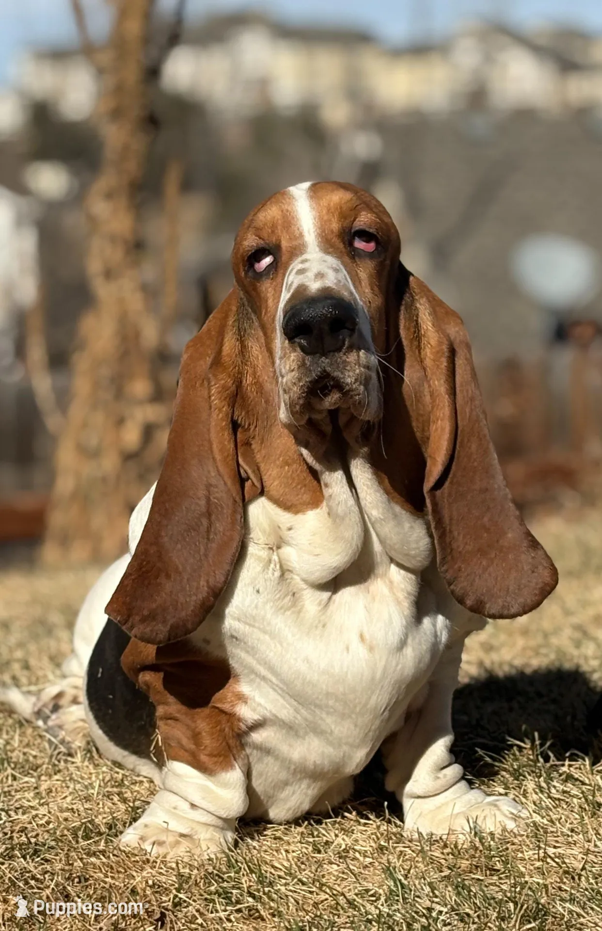 Snowman, a male Basset Hound for sale in Colorado Springs, CO – Photo 4 of 10
