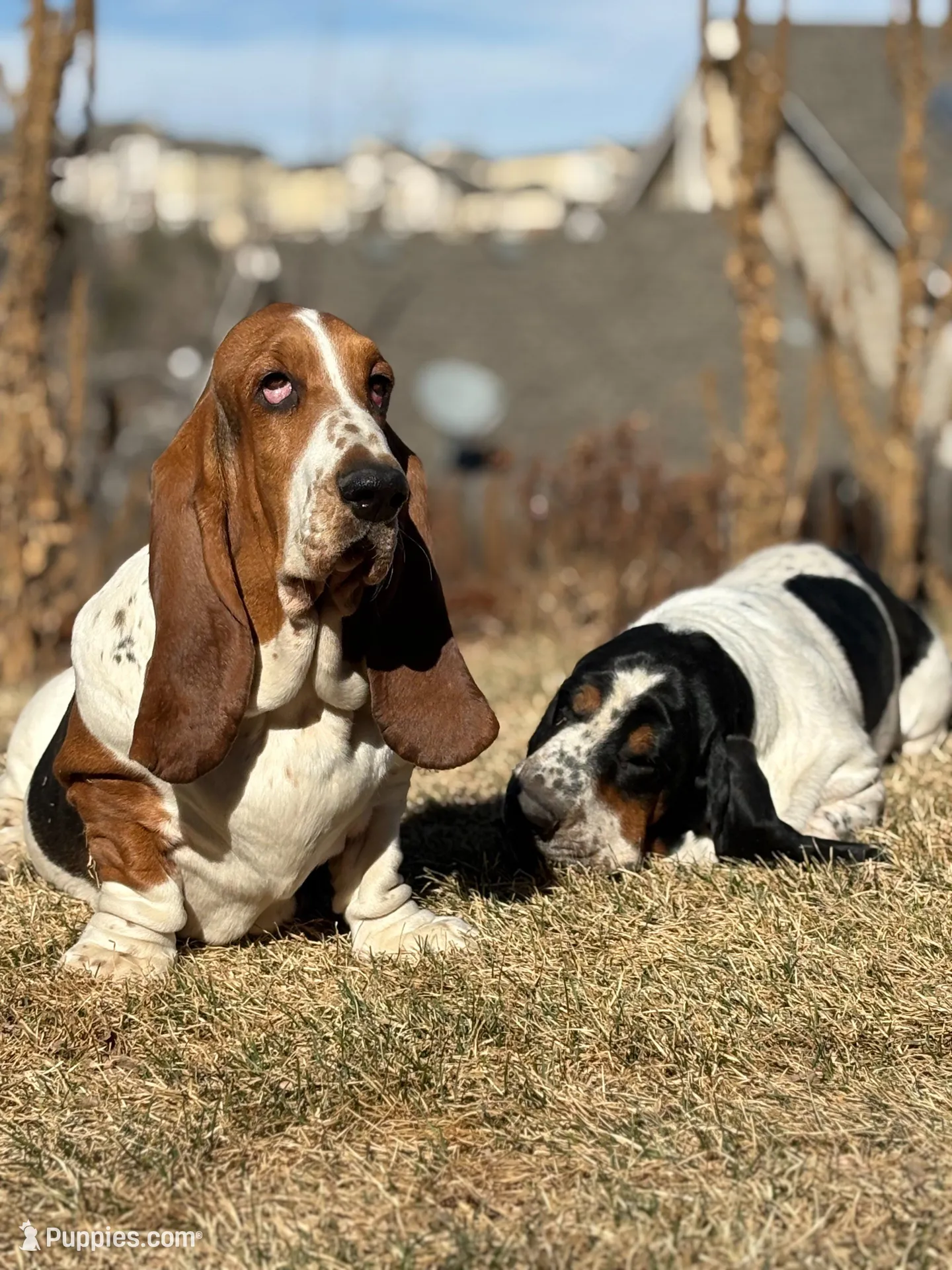 Snowman, a male Basset Hound for sale in Colorado Springs, CO – Photo 8 of 10