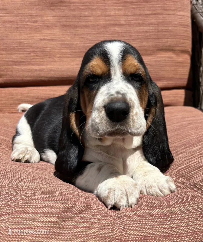 Diamond – Basset Hound puppy for sale in Colorado Springs, CO