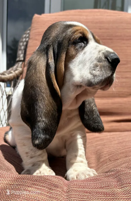 Belly spot – Basset Hound puppy for sale in Colorado Springs, CO