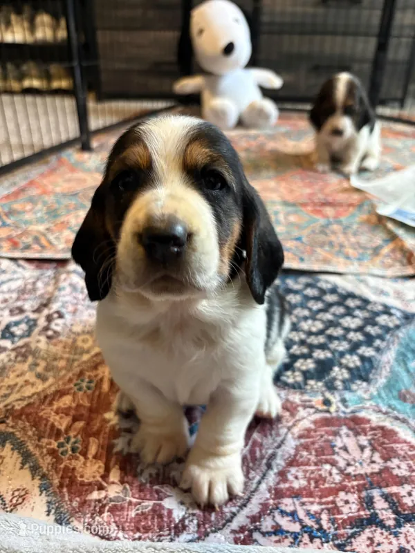 Angel  – Basset Hound puppy for sale in Colorado Springs, CO