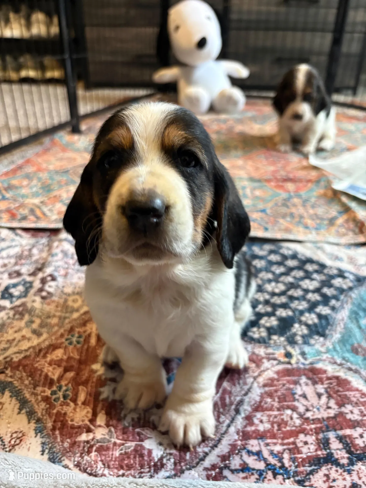 Angel , a female Basset Hound for sale in Colorado Springs, CO – Photo 1 of 9